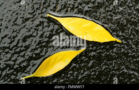 Fallen Yellow leaves on a black rock.Colorful and bright background made of fallen autumn leaves, isolated on Black.Water is flowing over yellow leaf Stock Photo