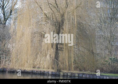 ghost willow tree Stock Photo