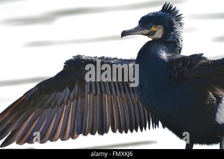 Bristol, UK. 13th March, 2016. UK Weather. On a warm and sunny day in Bristols harbor side a cormorant is seen drying its spread out black wings. Credit:  Robert Timoney/Alamy Live News Stock Photo