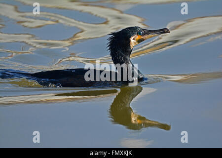 Bristol, UK. 13th March, 2016. UK Weather. On a warm and sunny day in Bristols harbor side a cormorant is seen. Credit:  Robert Timoney/Alamy Live News Stock Photo
