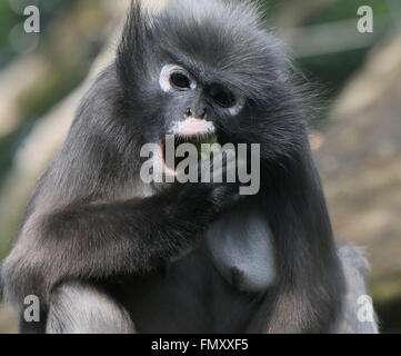 Female Southeast Asian Dusky leaf monkey (Trachypithecus obscurus). feeding on fruit. (A.k.a Spectacled  leaf monkey or Langur) Stock Photo