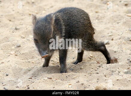 Collared peccary (Pecari tajacu) baby, just weeks old Stock Photo