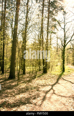 Spring forest. Photo toned in vintage style Stock Photo