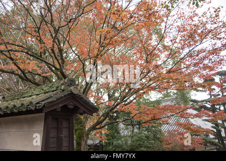 Nara Park, Japan Stock Photo