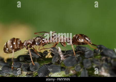 Black garden ants interacting and sharing honey dew Stock Photo