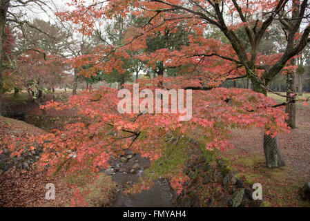 Nara Park, Japan Stock Photo