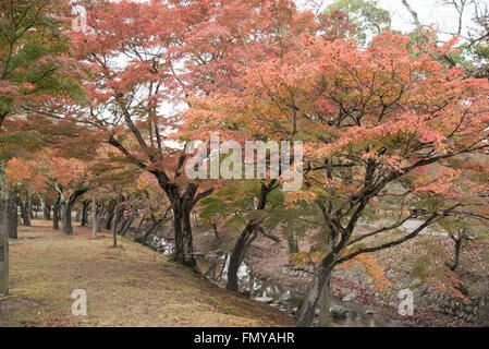 Nara Park, Japan Stock Photo