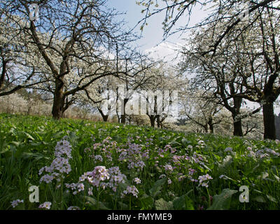 Cherry orchard and cuckooflower blooming in spring Stock Photo
