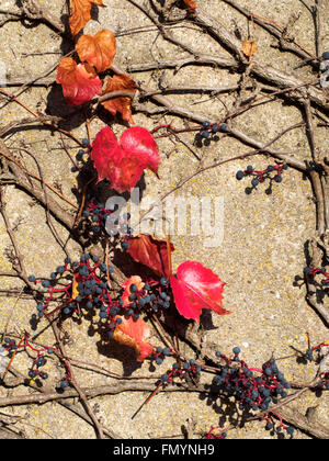 Common grape vine growing on a house wall in Frankonia Stock Photo