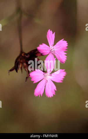 Dianthus carthusianorum, Carthusian Pink. Stock Photo