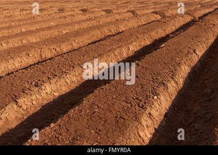 ploughed brown fertile farmland in a spring Stock Photo
