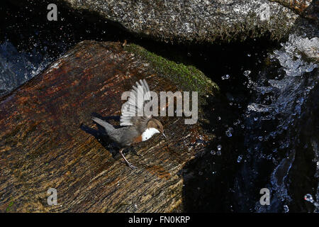 White-throated dipper, Cinclus Cinclus, carrying nest material in front of waterfall Stock Photo