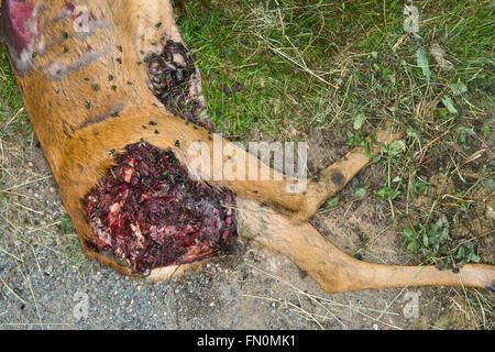 Roadkill, derr carcass with flies , cirencester, Uk. Stock Photo