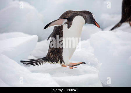 Antarctica, Antarctic peninsula, Neko Harbour, Gentoo penguin Stock Photo