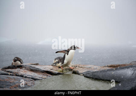 Antarctica, Antarctic peninsula, Booth Island, gentoo penguin fetching stones to put on nest Stock Photo