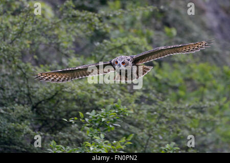 Northern Eagle Owl / E. Uhu ( Bubo bubo ) in gliding flight along a steep face, bushes of an old quarry, frontal shot, wildlife. Stock Photo