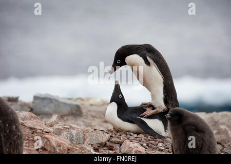 Antarctica, Antarctic peninsula, Petermann Island, Adelie penguin, Mating pair Stock Photo