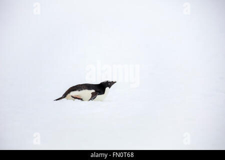 Antarctica, Antarctic peninsula, Petermann Island, Adelie penguin,
