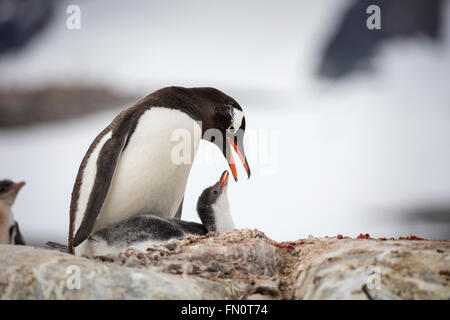 Antarctica, Antarctic peninsula, Petermann Island, Gentoo penguin,  gentoo penguin with chick Stock Photo