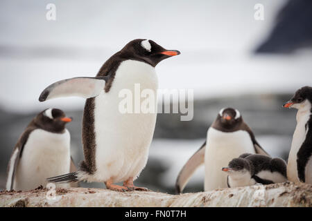 Antarctica, Antarctic peninsula, Petermann Island, Gentoo penguins Stock Photo