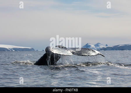 Antarctica, Antarctic peninsula, Wilhemina Bay, Humpback whale Megaptera novaeangliae Stock Photo