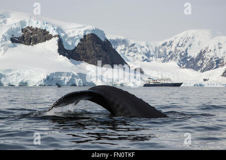 Antarctica, Antarctic peninsula, Wilhemina Bay, Humpback whale (Megaptera novaeangliae) with expedition ship Hanse Explorer Stock Photo