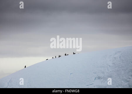 Antarctica, Antarctic peninsula, mixed group of penguins with chinstrap penguins and gentoo penguin on iceberg with stormy sky Stock Photo