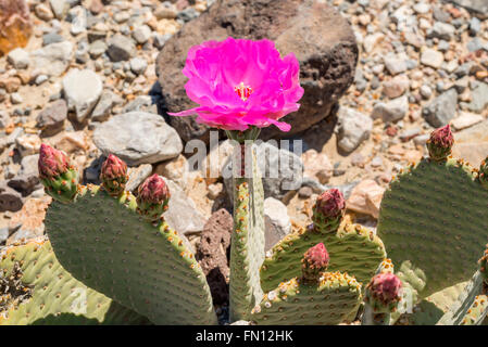 Beavertail Cactus (Opuntia basilaris) blooming in Eureka Valley, Death Valley National Park, California Stock Photo
