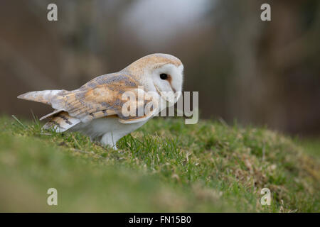 Barn Owl; Tyto alba Single on Ground Cornwall; UK Stock Photo