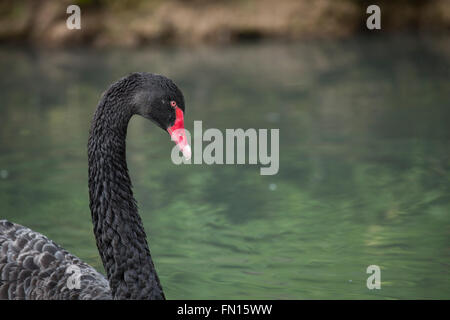 Black Swan; Cygnus atratus Single Adult  Anglesey; UK Stock Photo