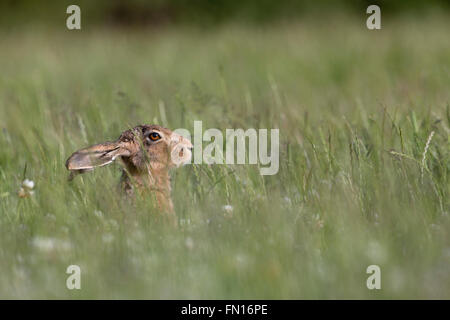 Brown Hare; Lepus capensis Single in Meadow Isle of Man; UK Stock Photo