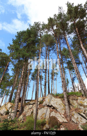 Scots Pines on a rocky outcrop in the Allean Forest, part of the Tay Forest Park, Perthshire, Scotland Stock Photo