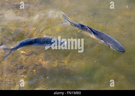 Thick lipped Grey mullet chelon labrosus two swimming together in shallow in water. Stock Photo