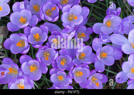 Killearn, Stirlingshire, Scotland, UK - 13 March 2016: UK weather - A beautiful spring day in Stirlingshire, Scotland.  Early flowering Crocus Whitewell Purple fully open in the spring sunshine Credit:  Kay Roxby/Ģ����ý Live News Stock Photo