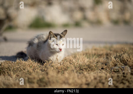 Sick stray cat on lying on the grass Stock Photo
