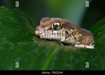 Madagascan Ground Gecko (Paroedura Pictus) Stock Photo