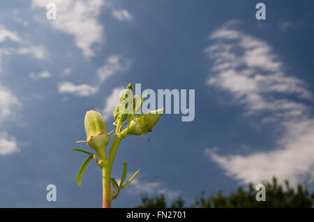 Okra or Gumbo, variety of herb green bloom on the sky Stock Photo