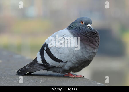 Feral pigeon (Columba livia domestica), also called city dove, city pigeon, or street pigeon, are great in number in London, UK Stock Photo