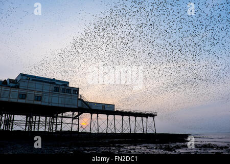 Aberystwyth, Wales, UK. 13 March 2016.  Huge flocks of starlings swoop into their overnight roosting spot under Aberystwyth pier as the sun sets behind Credit:  Alan Hale/Alamy Live News Stock Photo