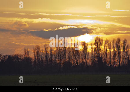 Winter Sunset. Lombardy Poplars (Populus nigra Italica), in silhouette. Ingham, Norfolk. UK. Stock Photo