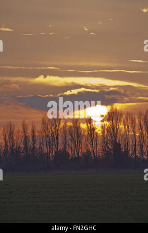 Winter Sunset. Lombardy Poplars (Populus nigra Italica), in silhouette. Ingham, Norfolk. UK. Stock Photo
