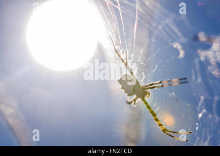 Argiope lobata in its cobweb Stock Photo