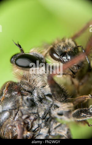 Close-up of a dragonfly eating a bee Stock Photo