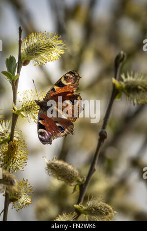Backlit Peacock Butterfly feeding on catkins at RSPB Minsmere, Suffolk, England Stock Photo