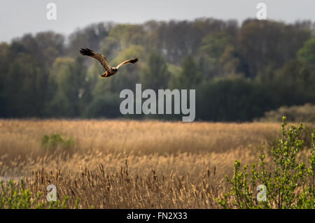 Marsh Harrier hunting over the reed beds at RSB Minsmere, Suffolk, England. This threatened species has benefited from the work of the RSPB. Stock Photo