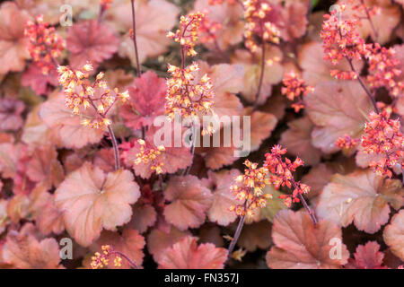 Aloomroot Heuchera 'Cherry Cola' Heuchera leaves Flowers Foliage Purple Red Heucheras Spring,Garden Coral Bells Coralbells Alum Root Stock Photo