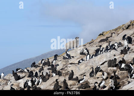 A sheep looks over a nesting colony of Imperial Shag (Phalacrocorax atriceps) known locally as black shag or blue eyed cormorant Stock Photo