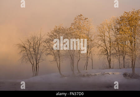 Trees along the Kennebec Rivers stand in snow holding fall leaves. Morning sun lights them and a mist from the river wraps around them. Stock Photo