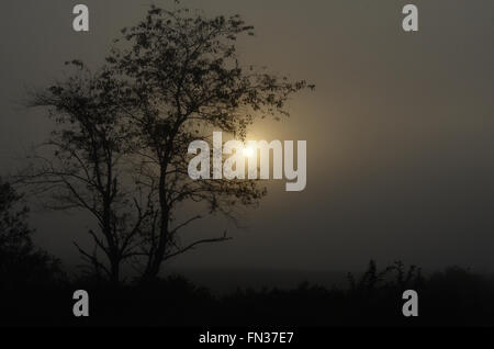 Misty Sunrise sun rises in the east luminating a veil of mist and silhouetting a large tree in a meadow or field. Stock Photo