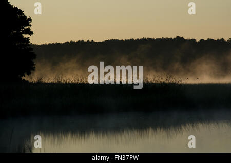 Lake in Maine at dawn where mist rises from the cool waters and shows the marsh grass on a mass of land that extends out into the lake.